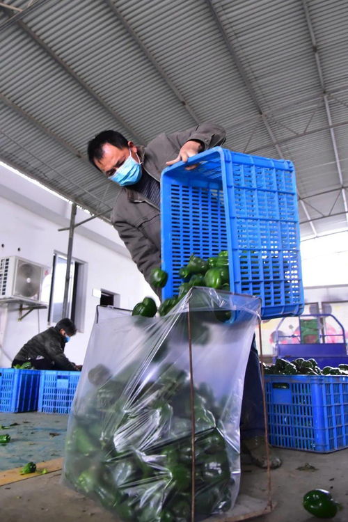 道德模范丨張繼東 誠實守信的良心菜農(nóng)